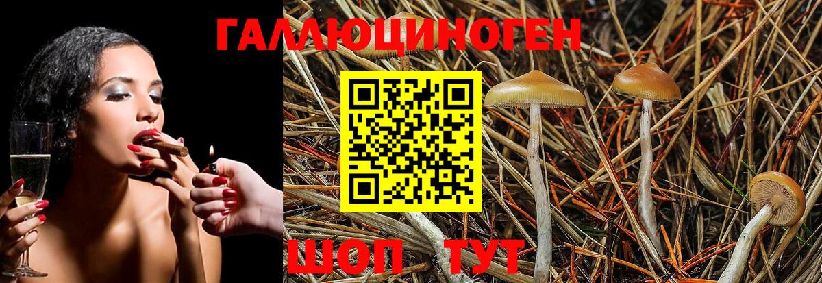 Псилоцибиновые грибы Psilocybe  Вход с VPN  Гай 